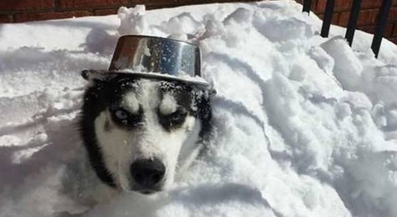 什么不同的狗狗看到雪，会有什么反应？网友：狗狗们可太有趣了