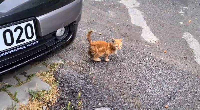 猫咪小猫不慎走丢，四处流浪吃尽苦头，本想认“干妈”，大猫纷纷躲避