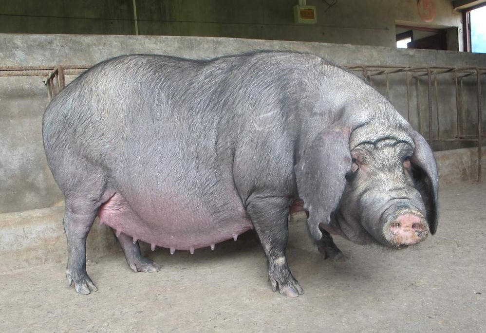 母猪品种大全及图片图片