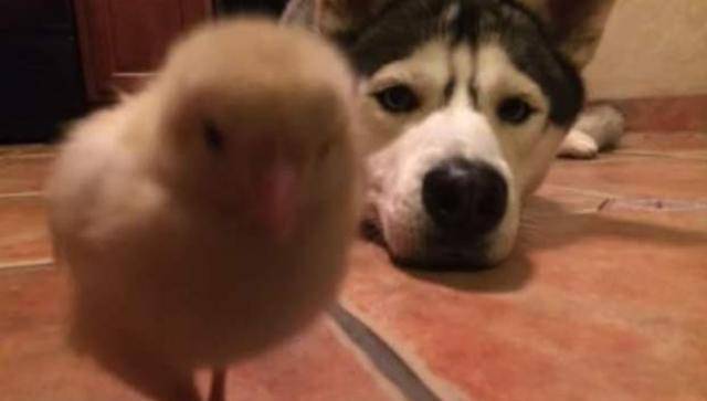 鸡仔二哈精心照顾小鸡仔，2个月后画风突变！