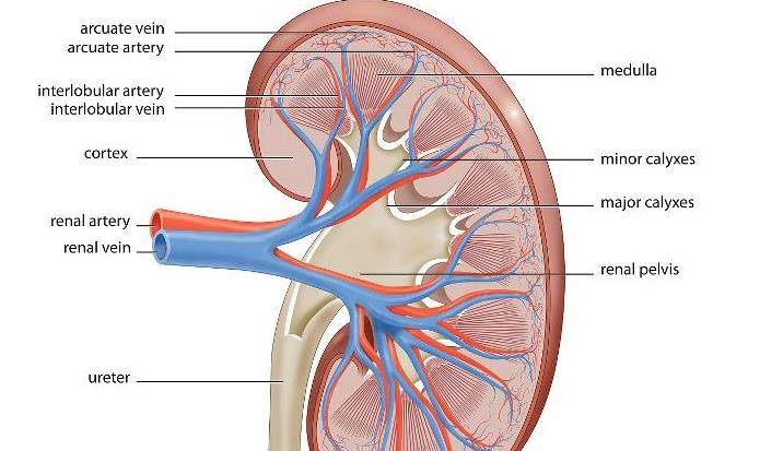 大意|“泡沫尿”出现是因为“肾病”吗？6种“情况”或许也要多留心