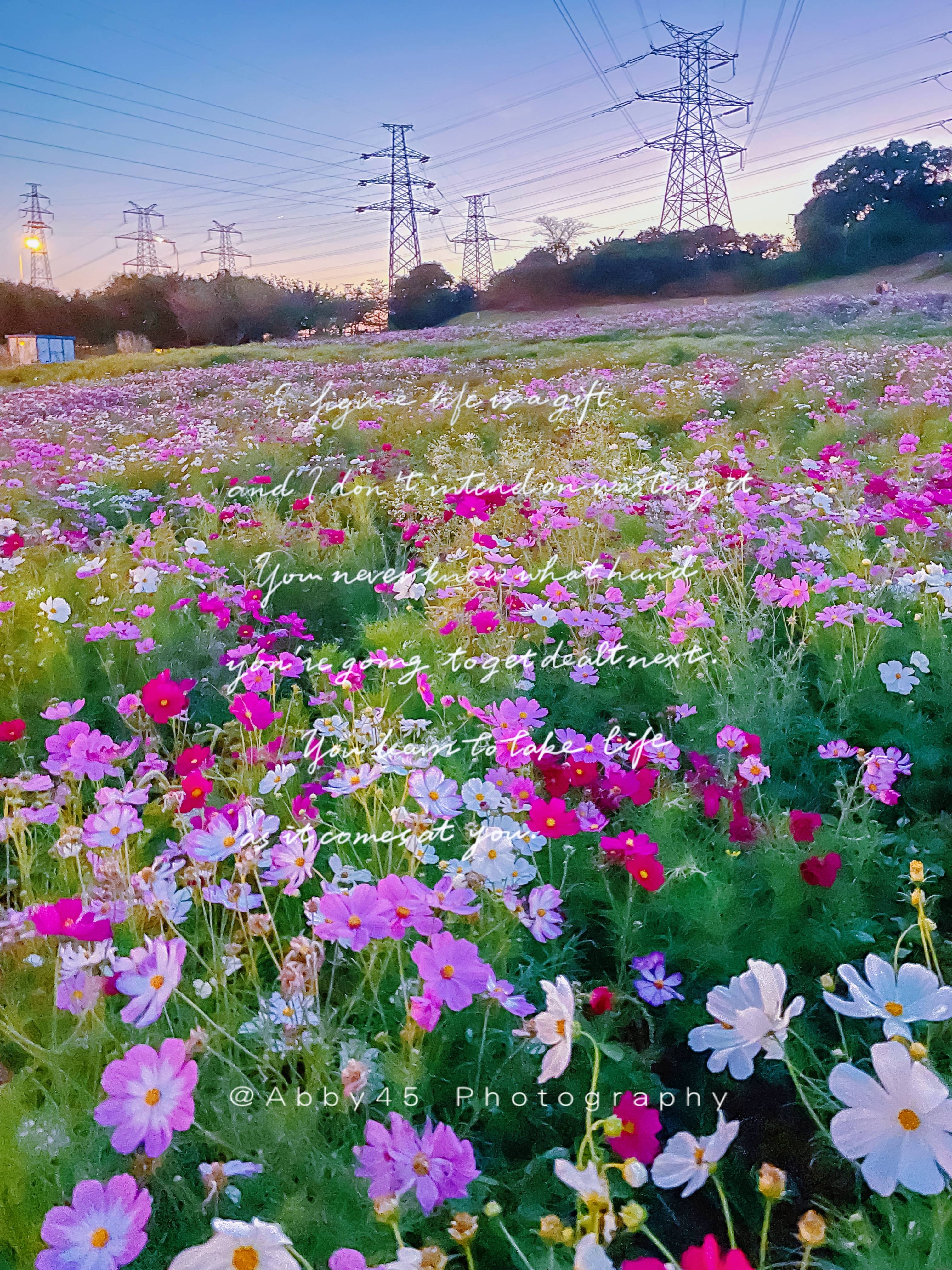 可以在|冬天到厦门旅行，三个免费的赏花景点不可错过，邂逅花开盛事