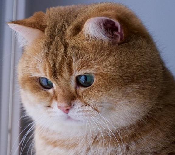 体重这几种易胖体质的猫，连橘猫都赶不上它们，胖到看不见腿