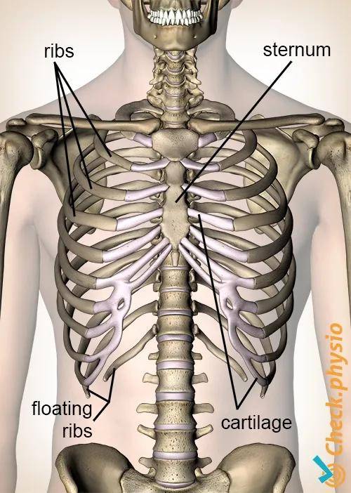 腰痛很有可能来源于你的肋骨外翻