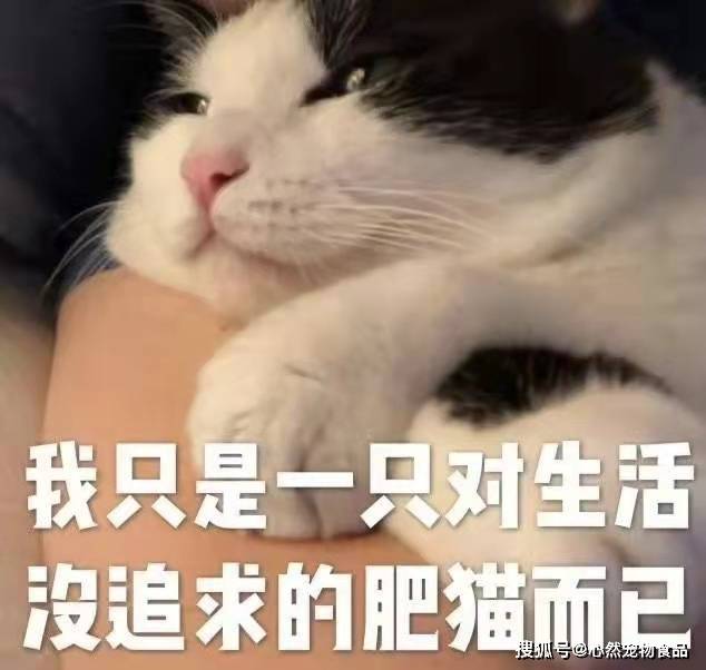 猫咪|主食包居然藏着小秘密？