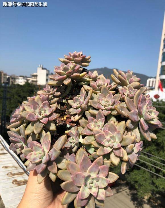 多肉淡雪 多肉中的 战斗机 长得飞快 1年长成老桩 品种 繁殖 状态 全网搜