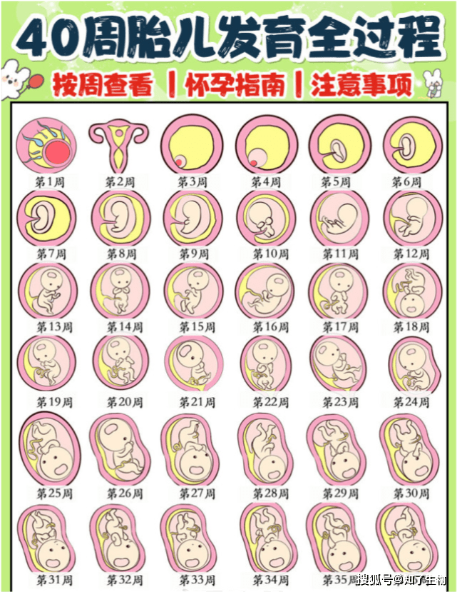 怀孕40周宝宝在肚子里的变化 真神奇