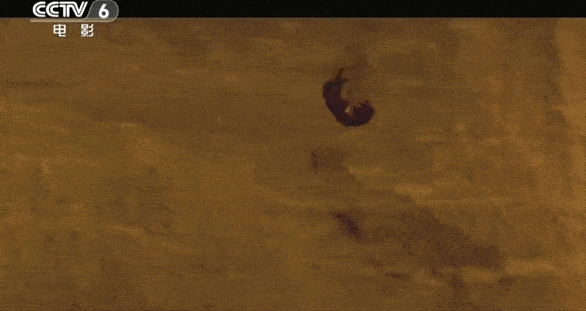 猫咪|不虐待动物就拍不好影视剧了吗？这5部戏的做法，一个比一个残忍