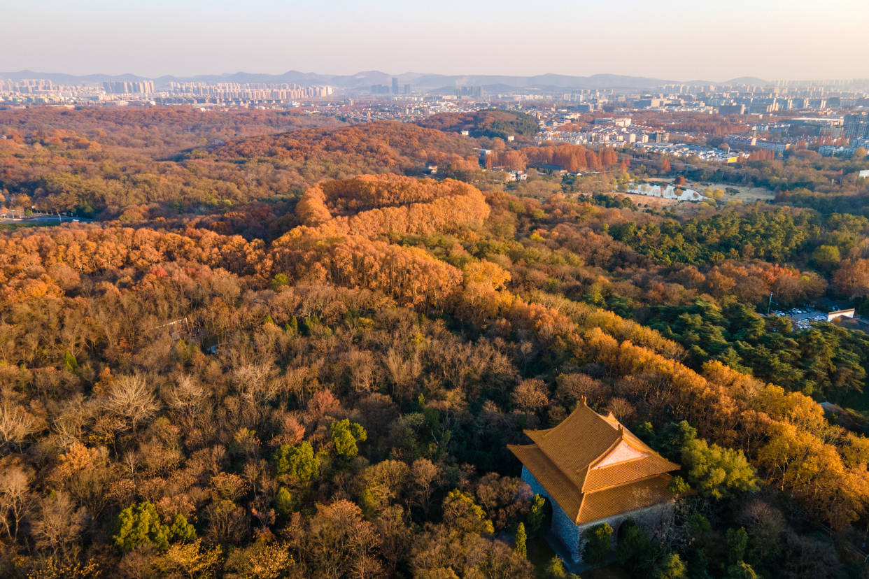 秋色|南京紫金山中，藏着一串“绿宝石项链”，最美梧桐秋色浪漫极了