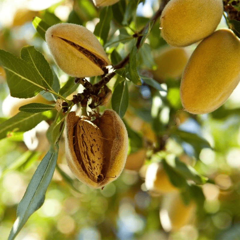 巴旦木苗木一亩地要投资多少钱?_费用_管理_鲜果