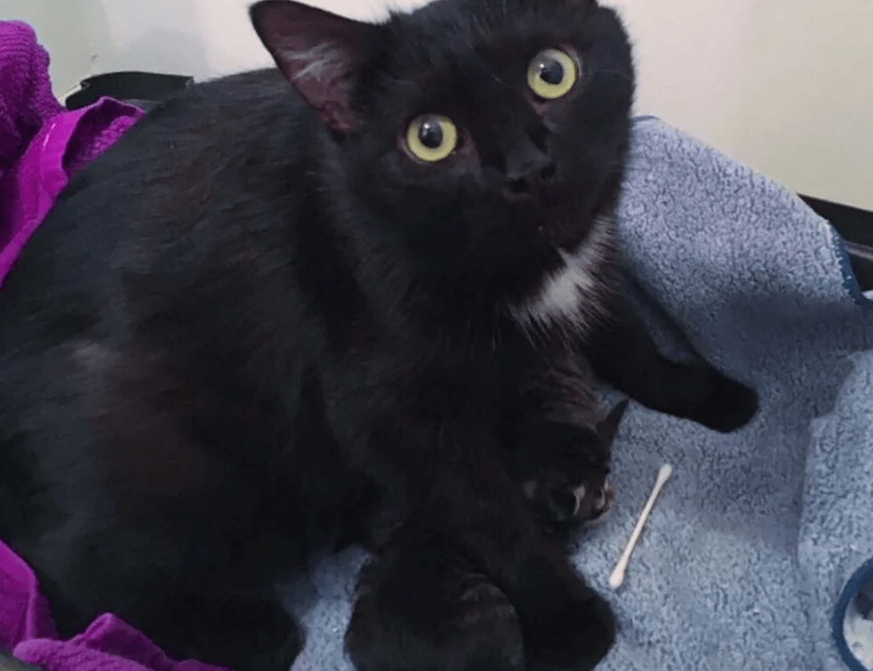 曾经喂养的小黑猫突然消失，却在一年之后，带着孩子找上门来
