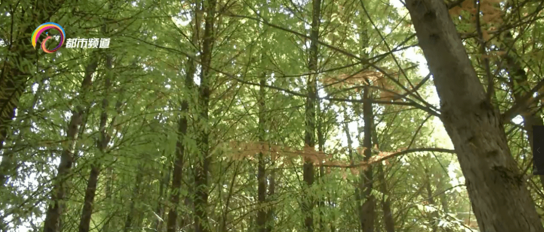 昆明|滇池边这些水杉已变黄，下月更美！来这个生态湿地打卡呗！