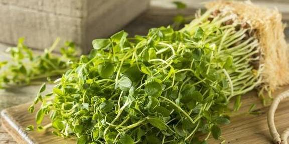 肝脏|肝好了，其他脏器才会好！护肝3宝，为你的肝脏保驾护航！