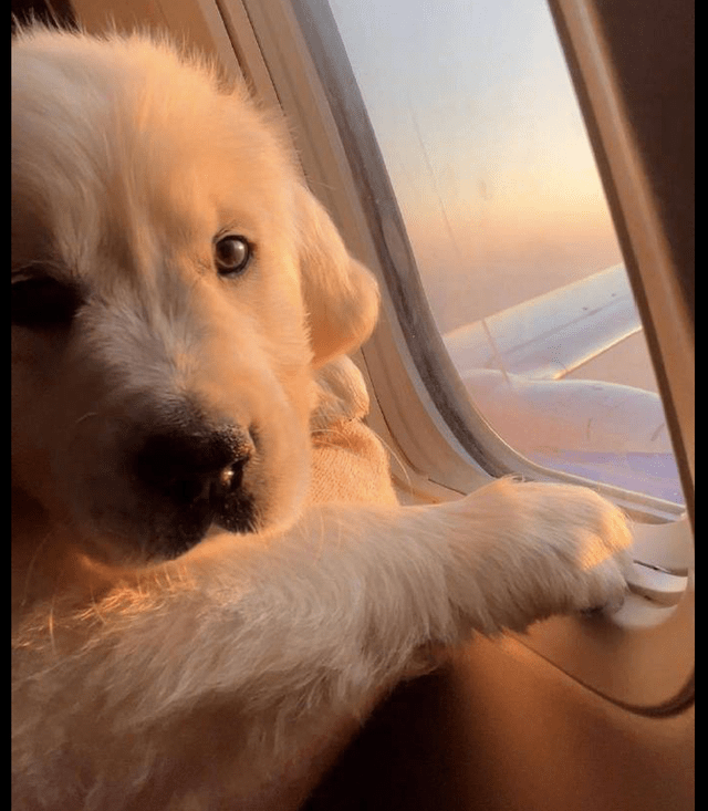 狗狗蓝天飞机头像图片