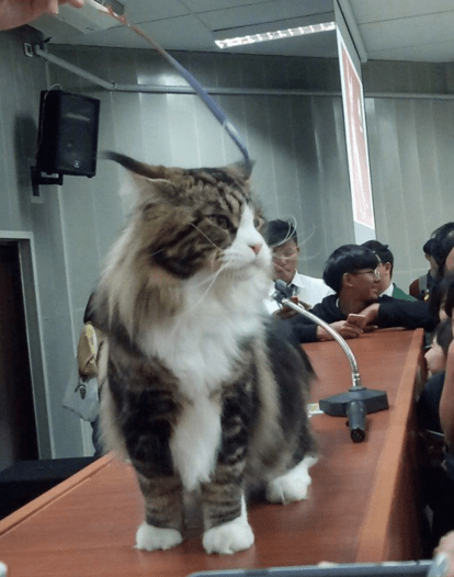 缅因猫突然闯进教室，当着众人做这个动作，师生们立马不淡定了