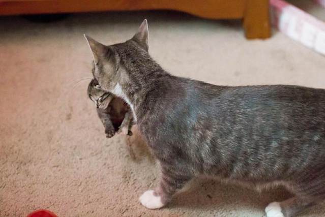猫妈妈丧子后痛不欲生，主人为它领养小奶猫，它的反应令主人落泪