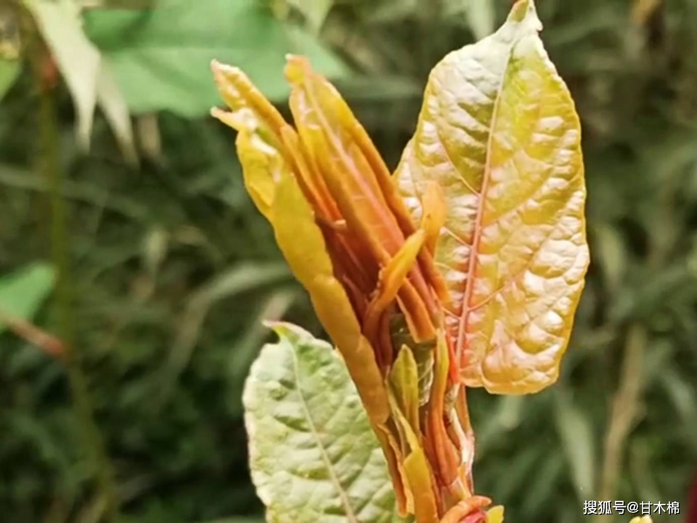 冒芽|儿时吃过的山野零食:酸筒杆,你还记得吗?它的根茎还能染色哦