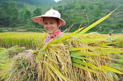 如果粮食涨到每斤6元,农村人就不会外出打工安心种地,你信吗?