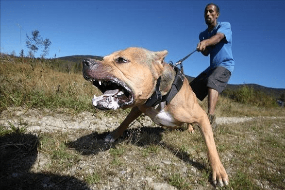 3岁男孩独自到邻居家玩,被牵住的比特犬咬伤腹部,最后来不及医治,导致