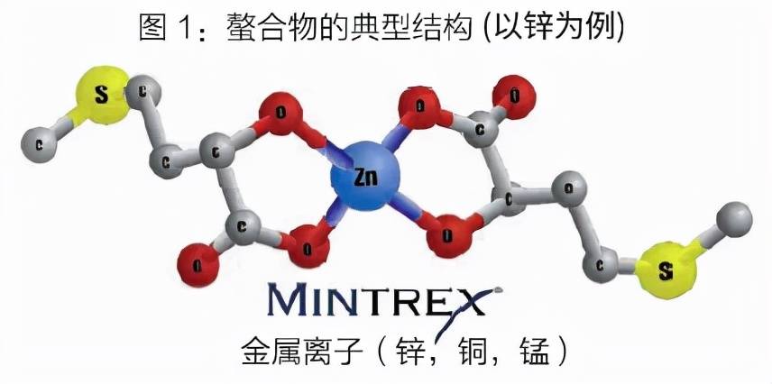 螯合作用是一个化学反应过程,金属离子(微量元素)与配体(蛋白质或