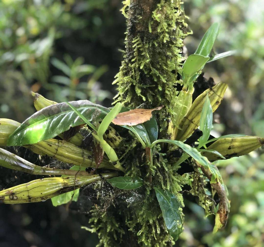 植物高山石斛，给你肌肤来一场补水盛宴