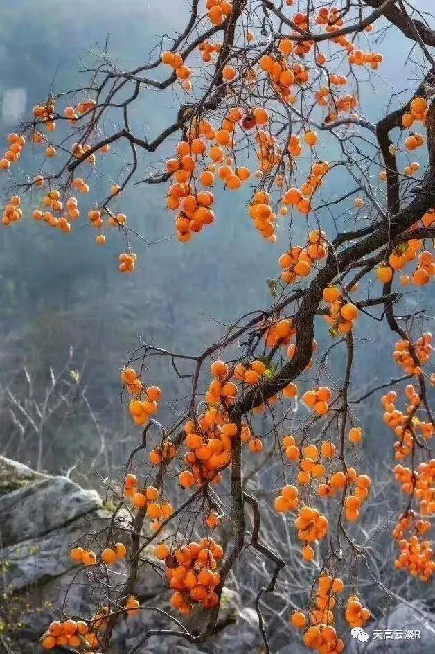 中国散文学会|#天高云淡# 冬日闲吟（外两首）