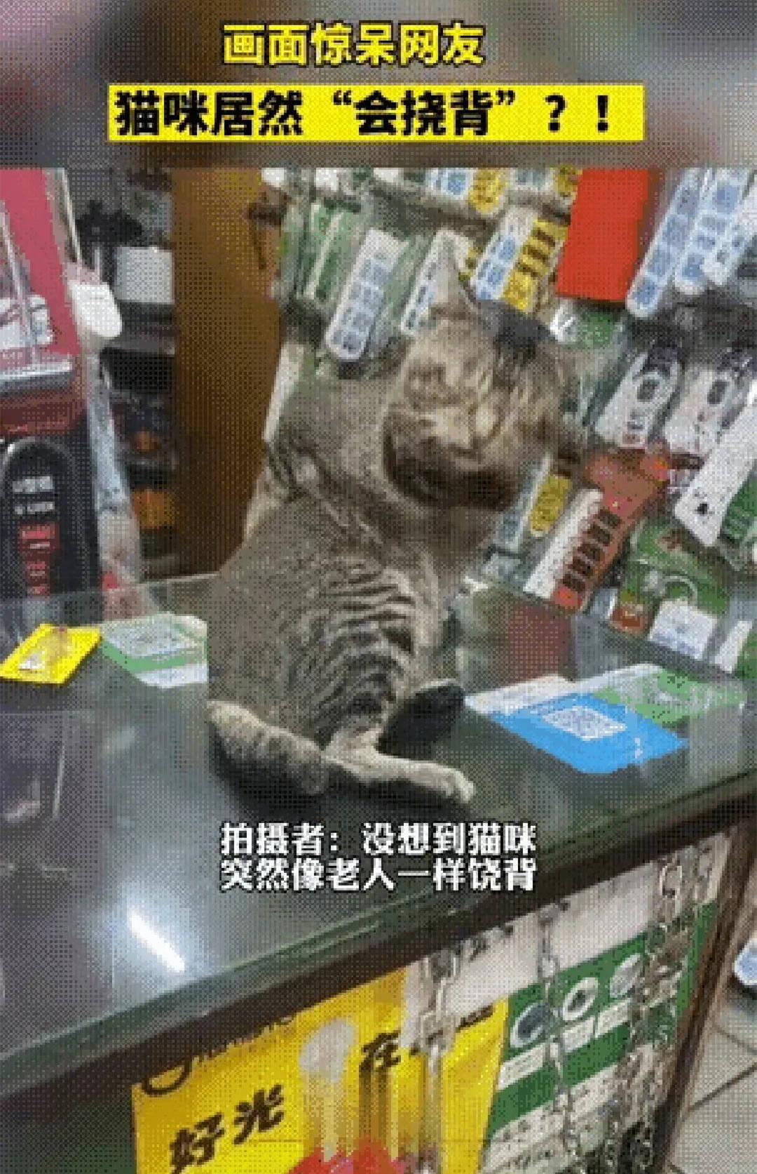 猫咪猫“老板”坐在柜台上，隔了会却把人给看愣住了：不愧是狸花猫呀