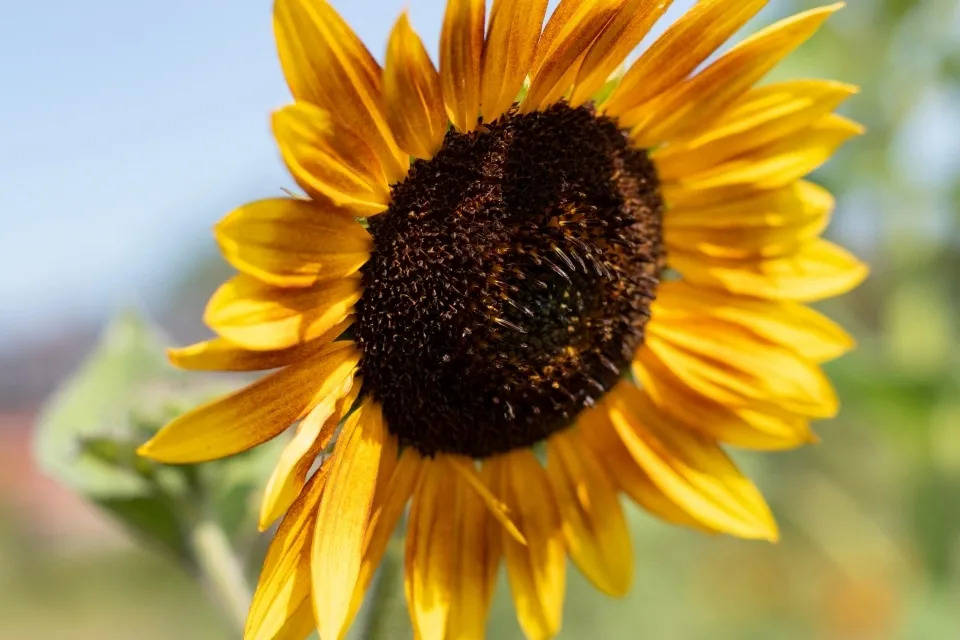 被乐视祸害后,换了新东家的酷派手机能否活下去?-家电圈官网