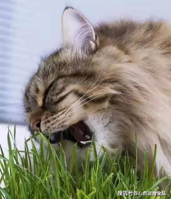 关于猫草 猫薄荷和木天蓼的小知识 猫咪 毛球 食用 全网搜
