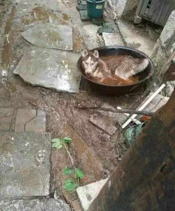 包二哈男子将二哈和萨摩耶锁家里,回来发现狗狗不见了,找到时哭笑不得