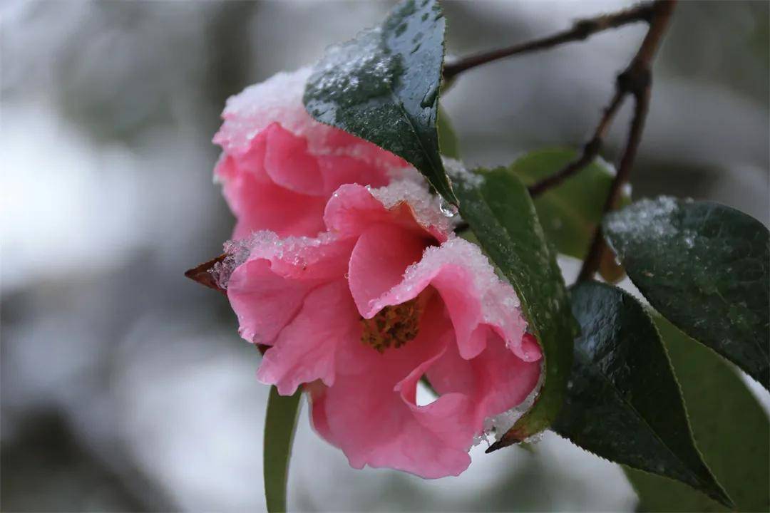 雪景|你还记得腾冲那些年的雪吗