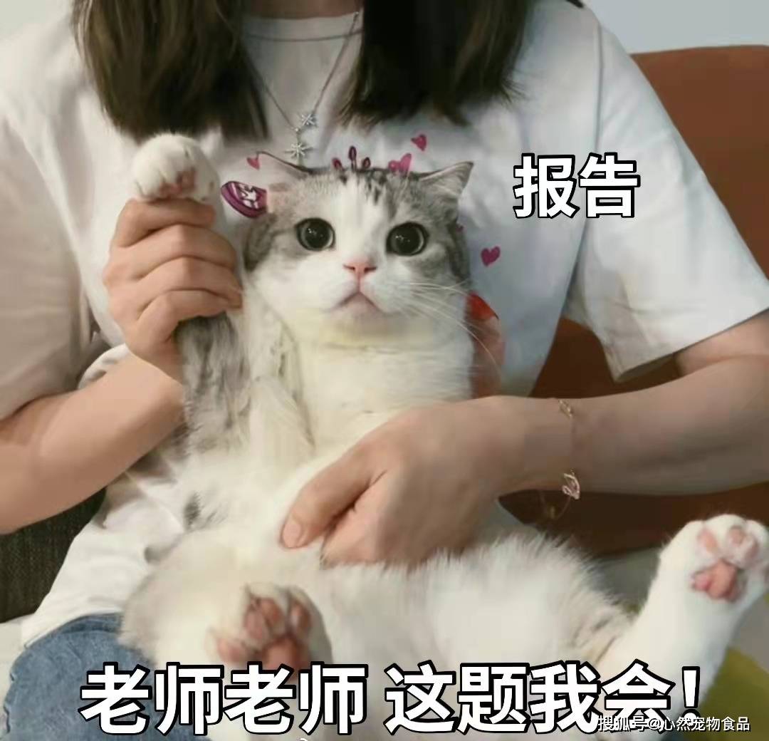 关于猫草 猫薄荷和木天蓼的小知识 猫咪 毛球 食用 全网搜