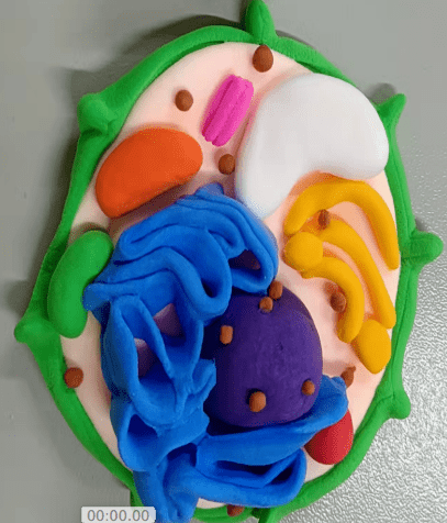 动植物细胞模型简单图片