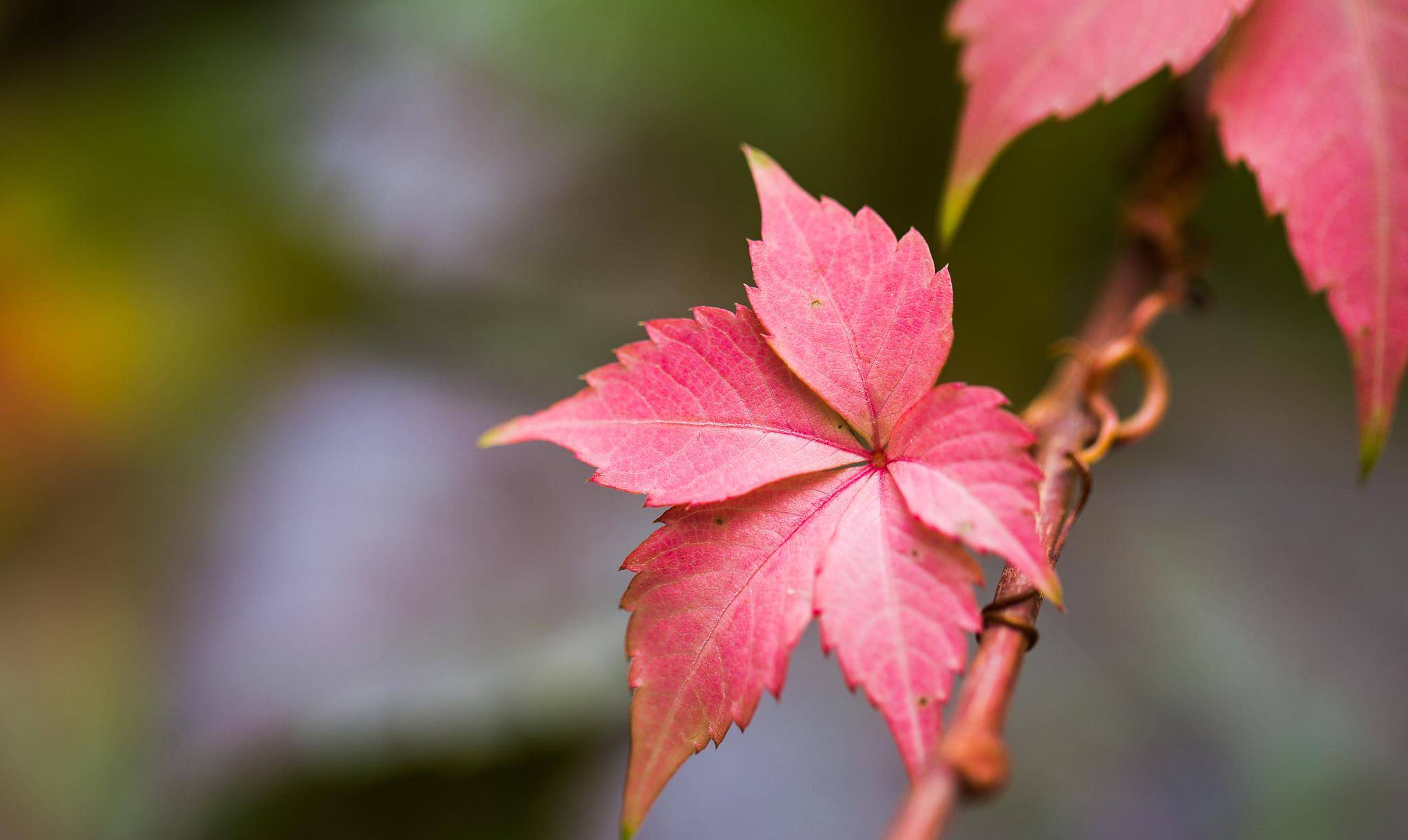 空腹|测血糖扎哪根手指才准确？医生提醒：很多人扎错了，测了也是白搭
