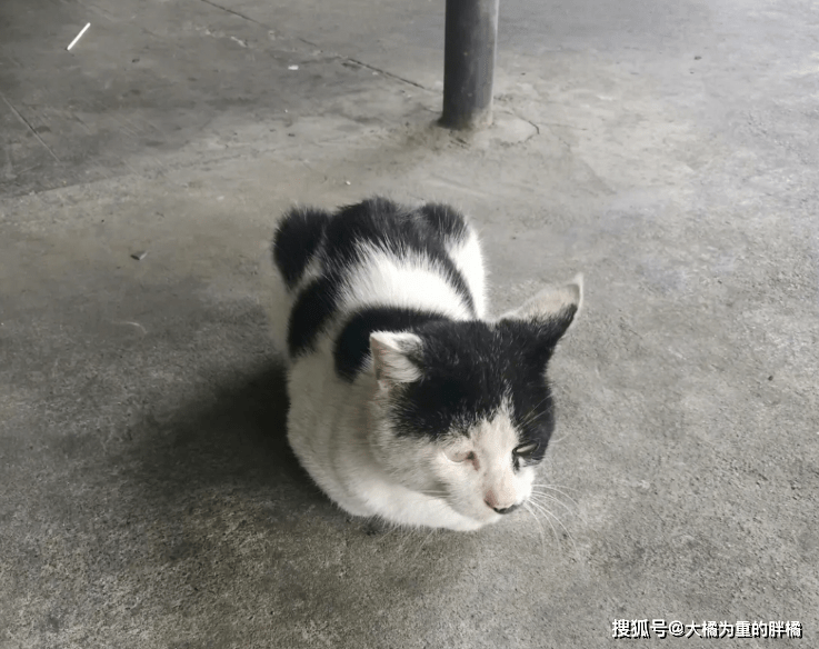 猫咪狸花猫被主人“禁足”，天天去村里欺负猫狗撵鸡鸭，主人苦不堪言