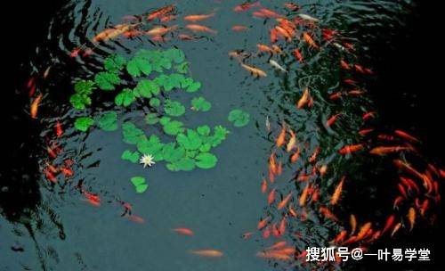 天使鱼放大鱼缸_天使鱼适合的水温_放大鱼缸天使鱼会死吗