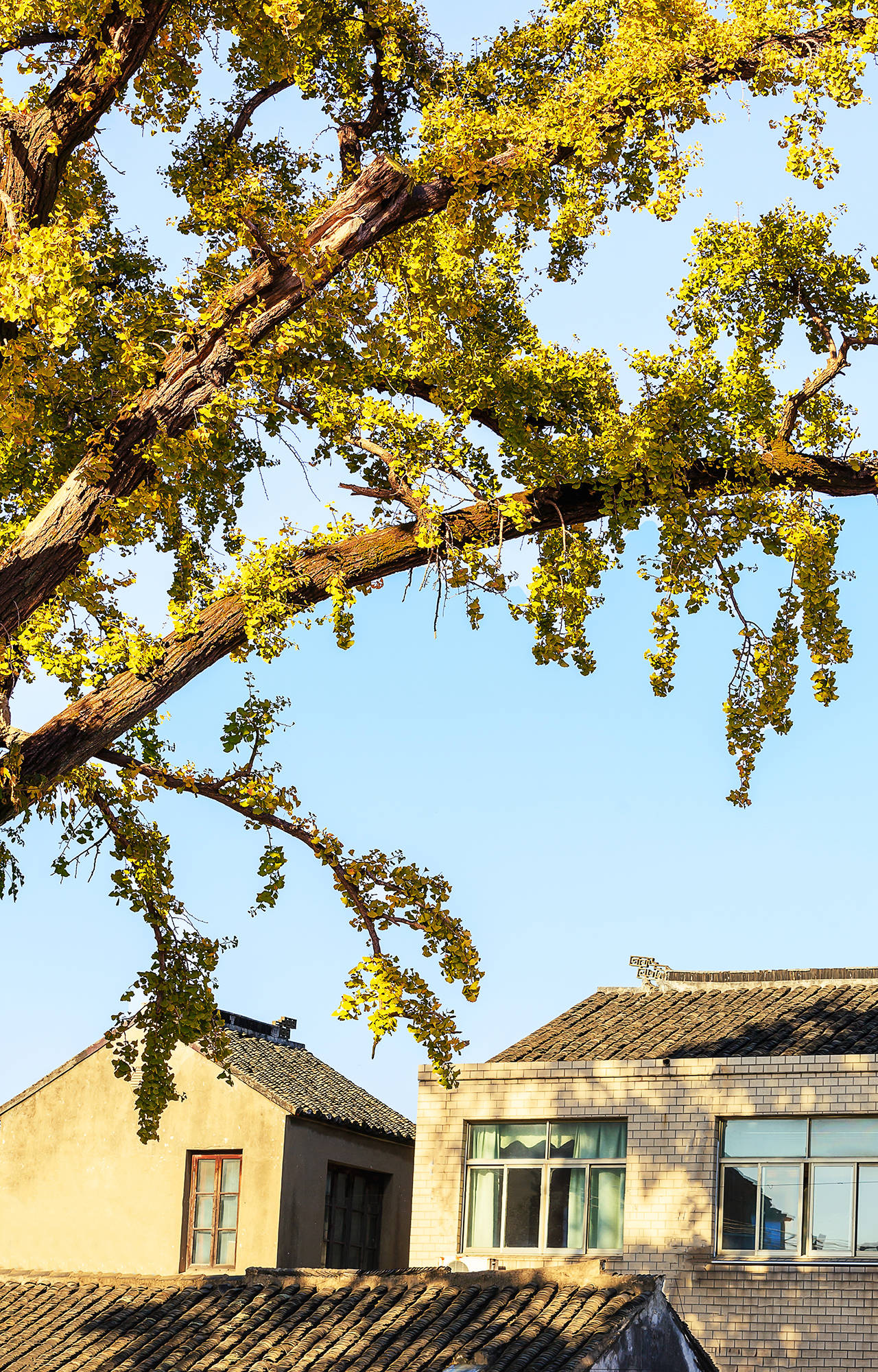 老街|古街塘河相伴的黄埭老街，碧云天、黄叶地，又到银杏金黄时