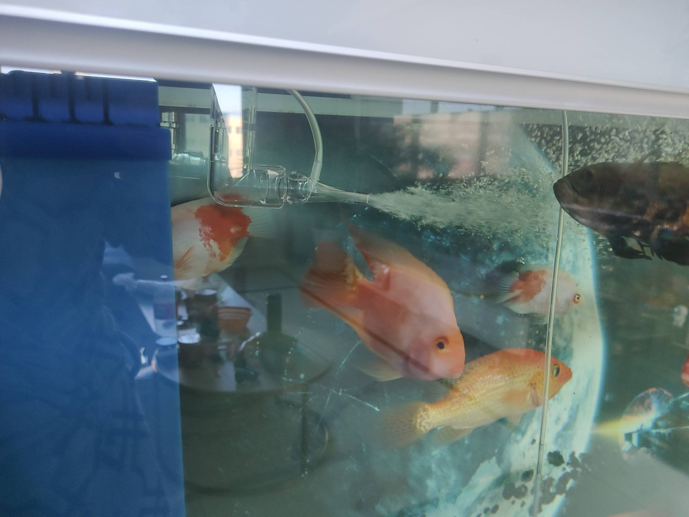 鱼缸出水口增氧教程 鱼缸出水口增氧改造图 水流 效果 空气 鱼缸出水口增氧教程 鱼缸出水口增氧改造图 水流 效果 空气