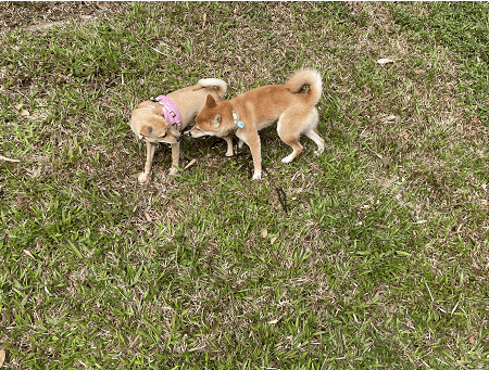 训犬神器电子遥控项圈的使用方法