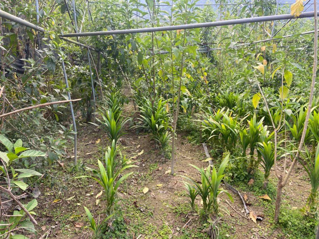 她還在五指山市黎寶健康共享農莊進行幫工,做除草,照料南非葉種植地