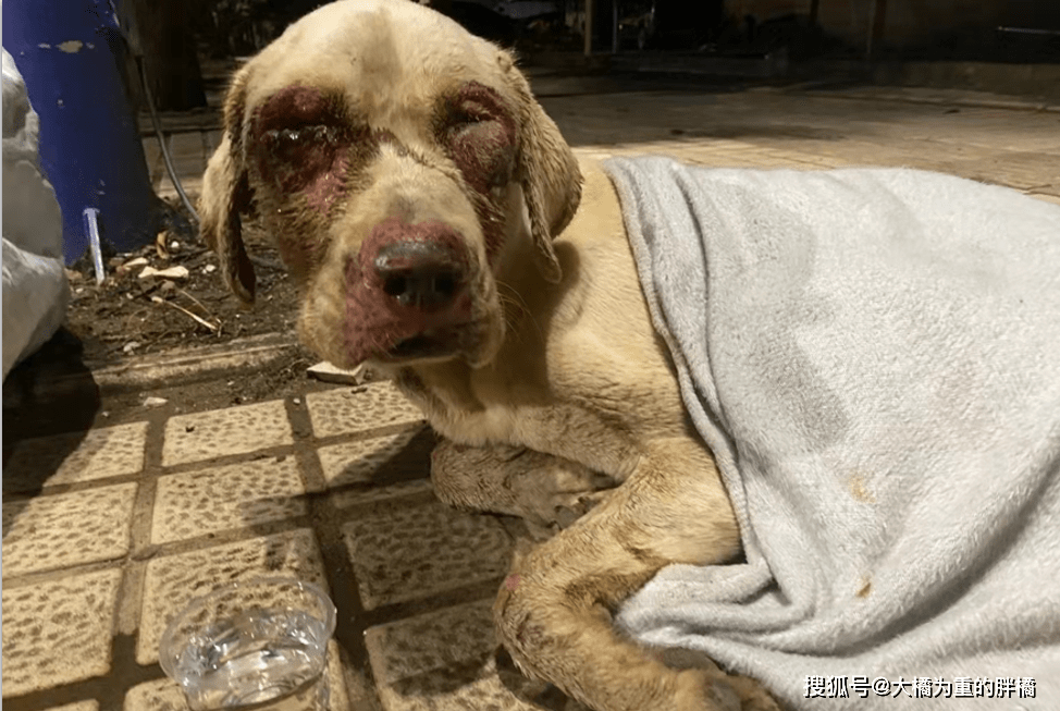 拉布拉多被人打伤躺在路边等死当地兽医的态度令人生气