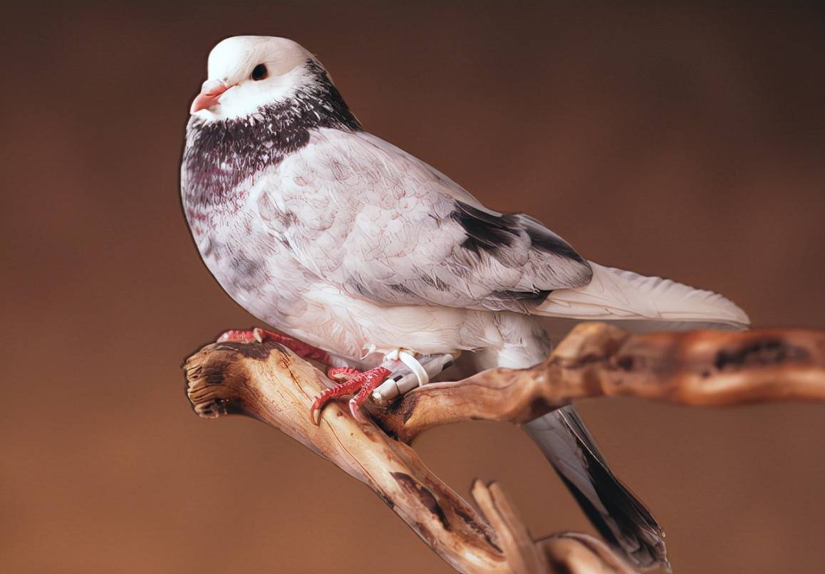 原来秘密藏在嘴上_人类_鸽子_家鸽