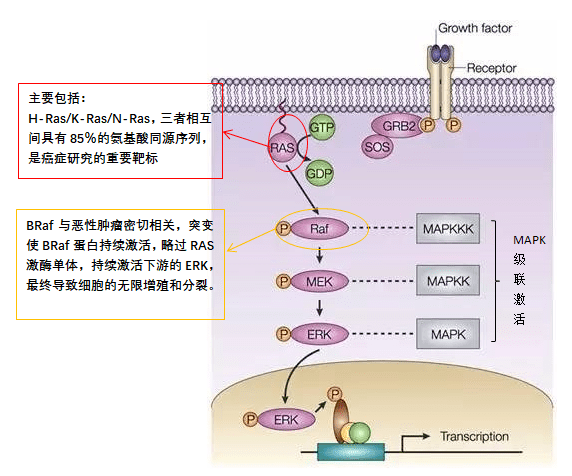 小分子化合物mapkerk信号通路阻断剂pd98059