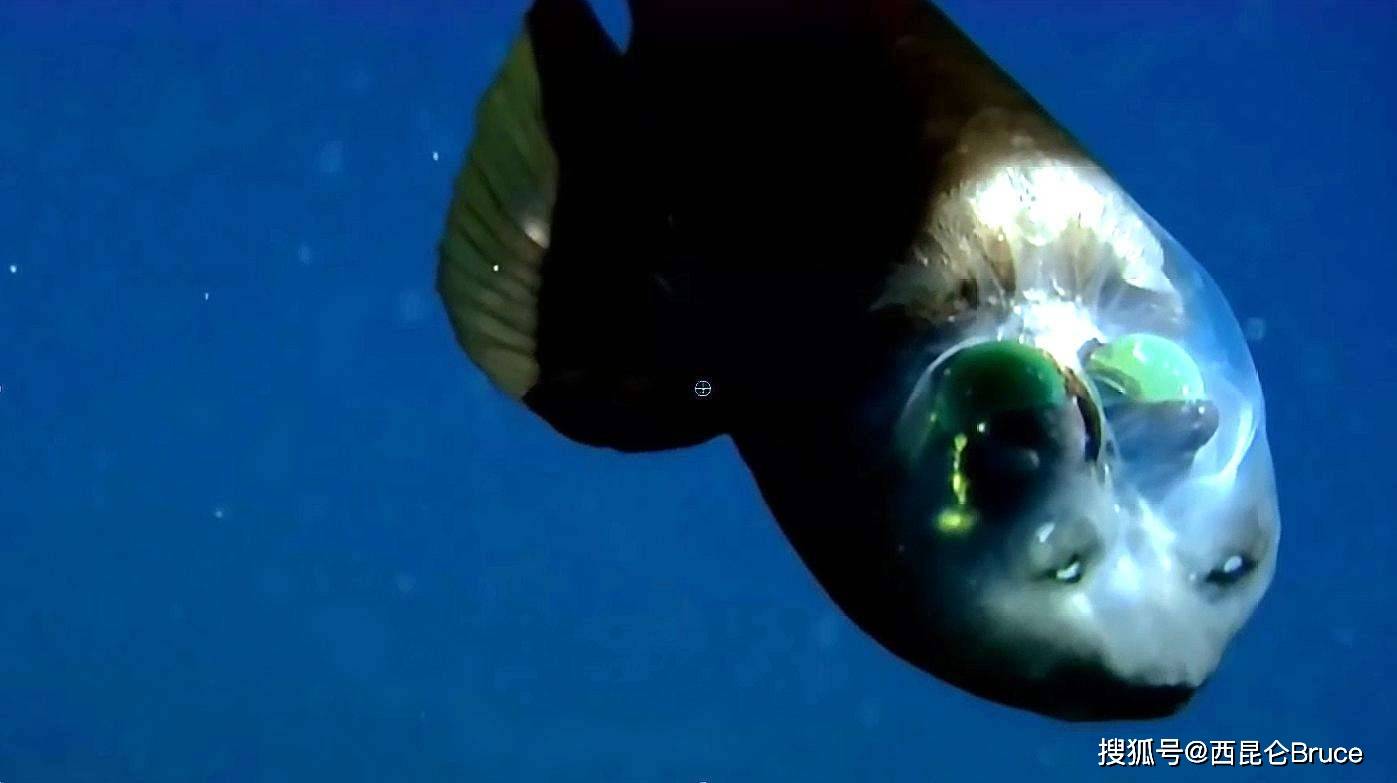 眼睛成x灯?美国加州海岸发现罕见管眼鱼,头部透明似外星生物