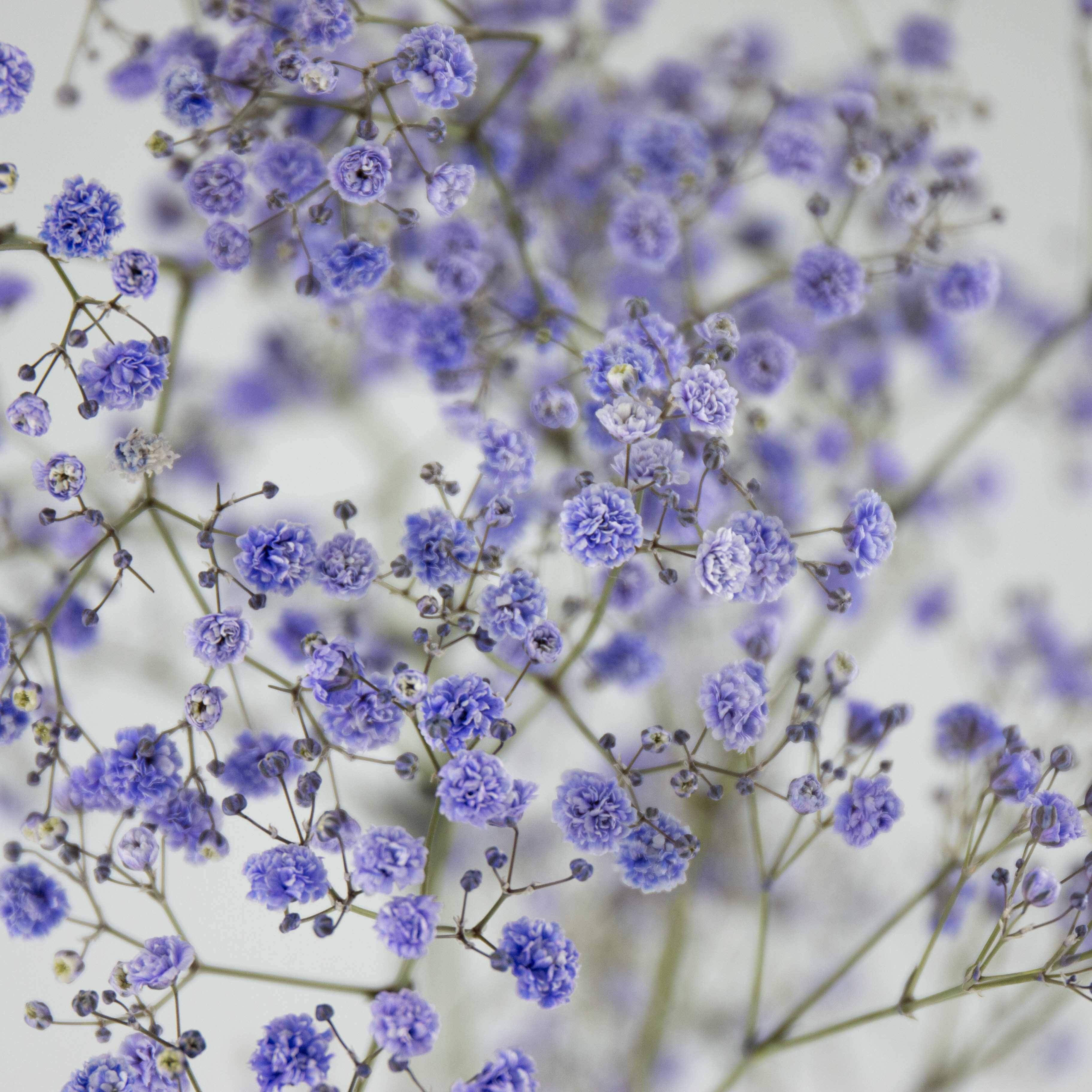 你真的了解满天星吗千万星百万星伊洛斯有何区别