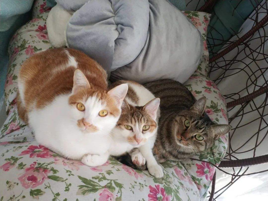 其实,养猫真的会“上瘾”_猫咪_生活_时候