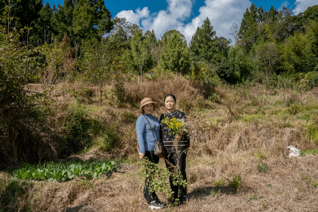 山桂花|腾冲北海乡：好山好水出好蜜