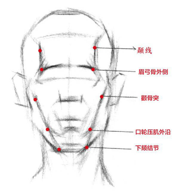 眉骨结构图片