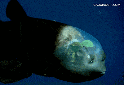 电光幽灵鱼图片