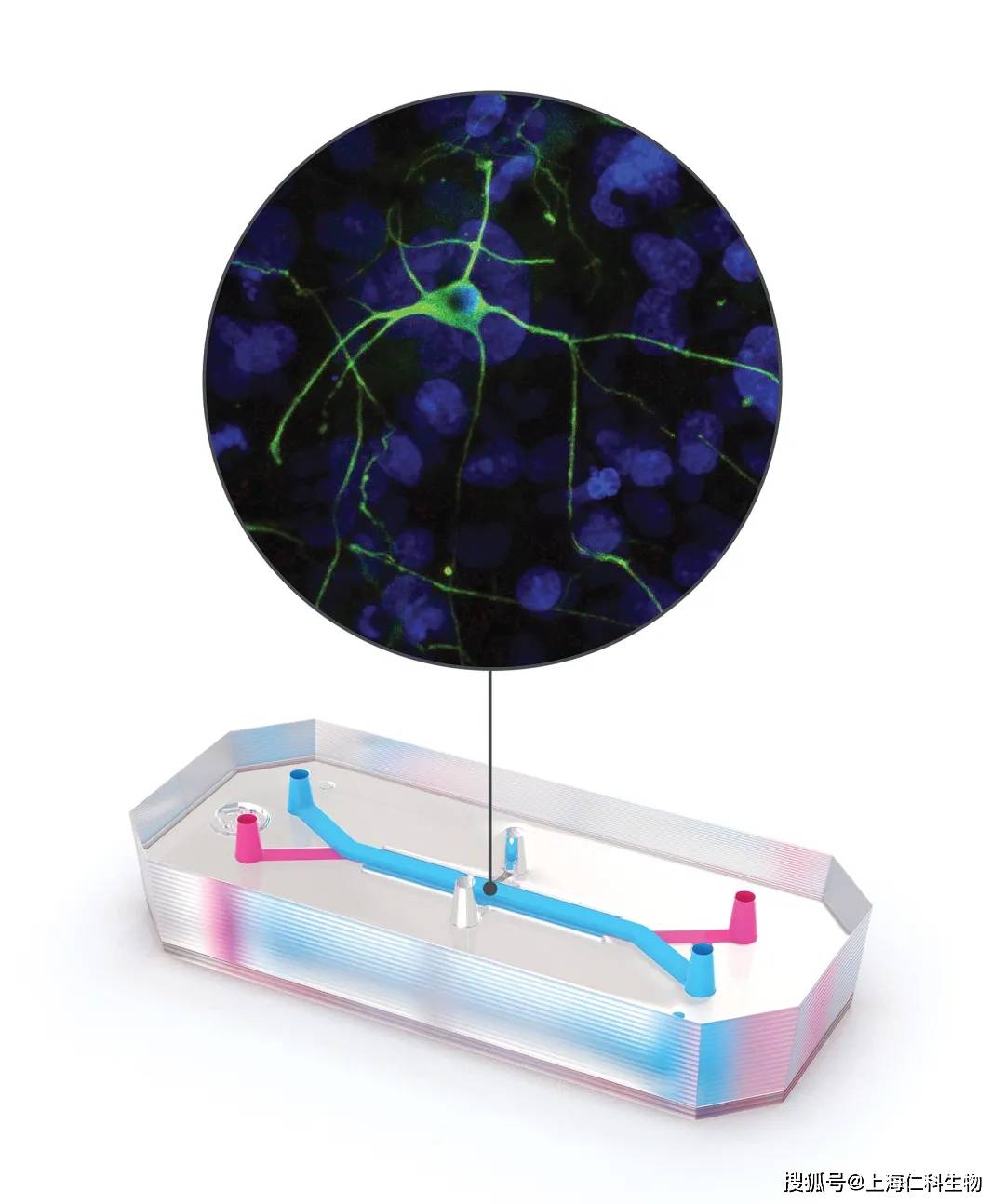 thescientist公布2021年十大创新生物科技产品名单